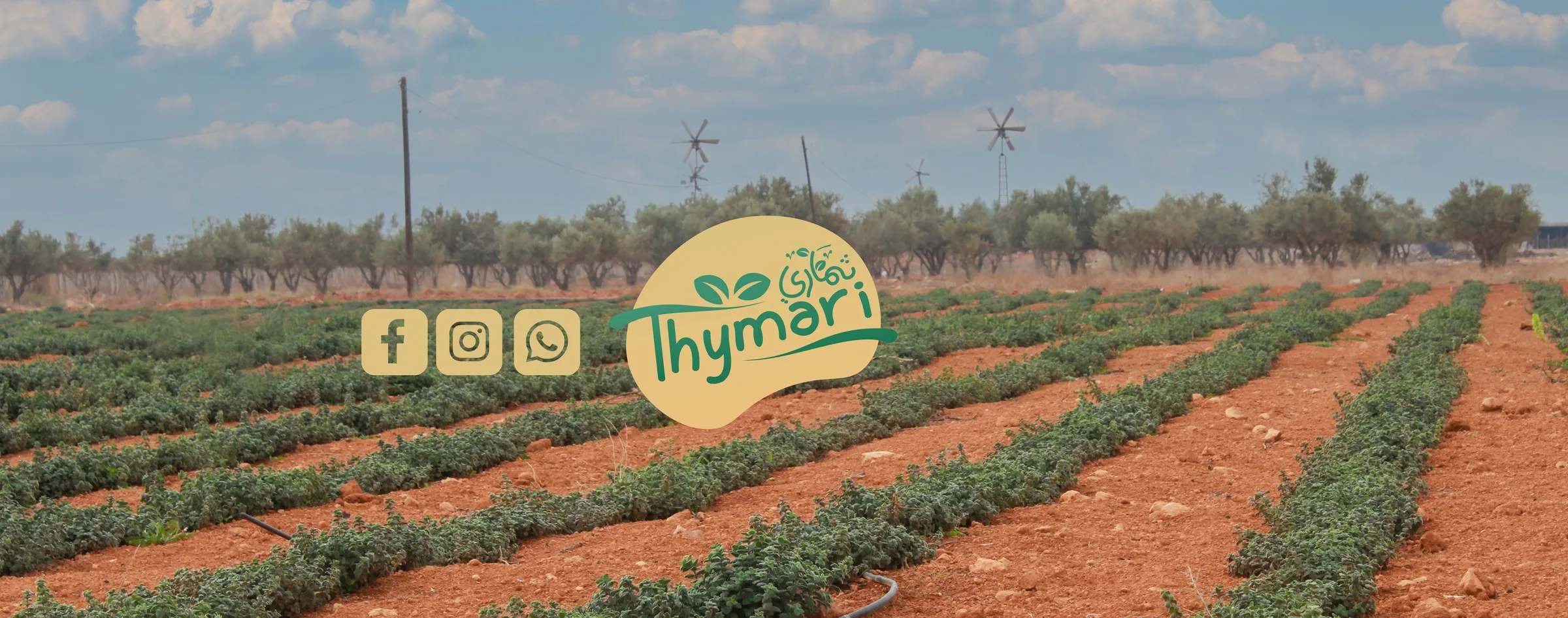 Thyme fields in the Bekaa photographed for Thymari