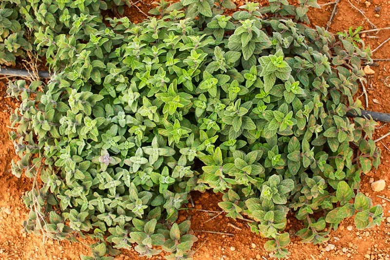 Rows of thyme plants
