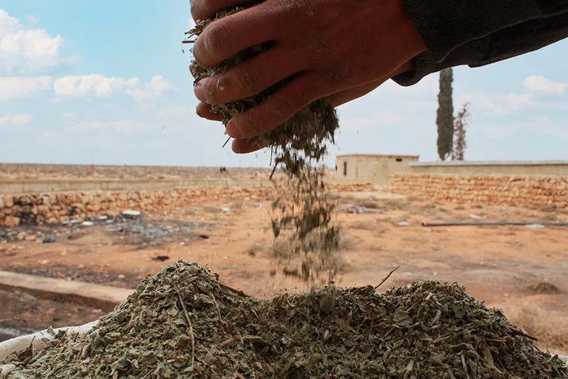 Thyme drying on the ground